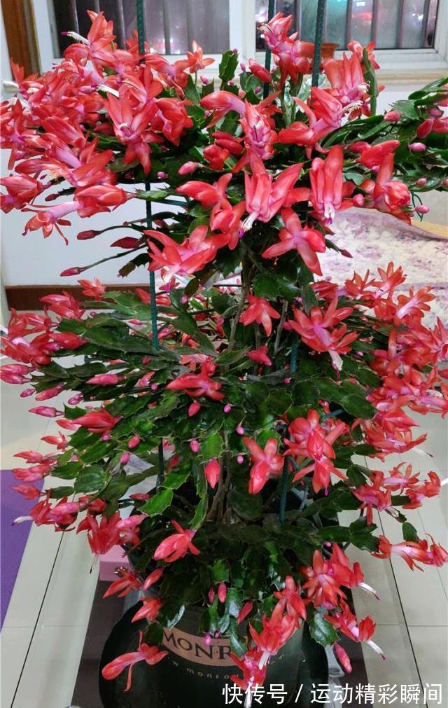 天冷需要多晒的“8种花”，有些还要“断粮少水”，不然熬不过冬