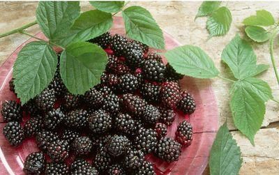 食物|女性养生,推荐三种食物,降压减脂,排毒养颜,营养又健康