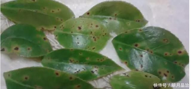 花妈妈养花15年，浇花时都要加点“神水”，花长的太美了，真神奇