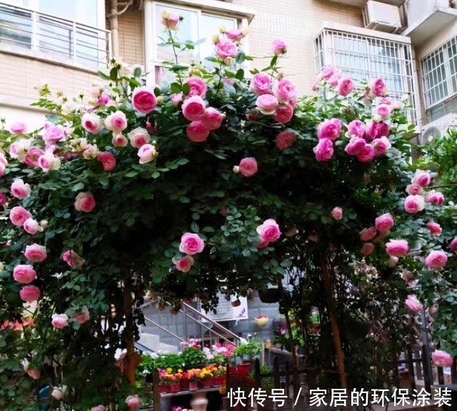 春天藤本月季想要开花整齐,开花多,不能缺少这3点