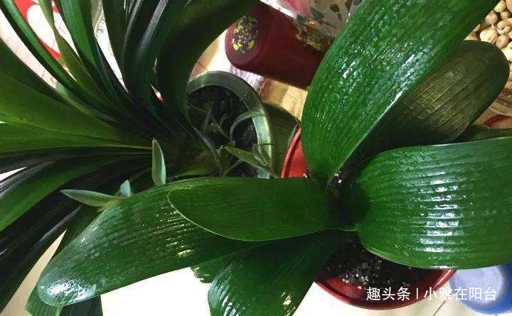 君子兰用啤酒擦叶,要注意“一点”,叶更绿更亮,花更大更艳!