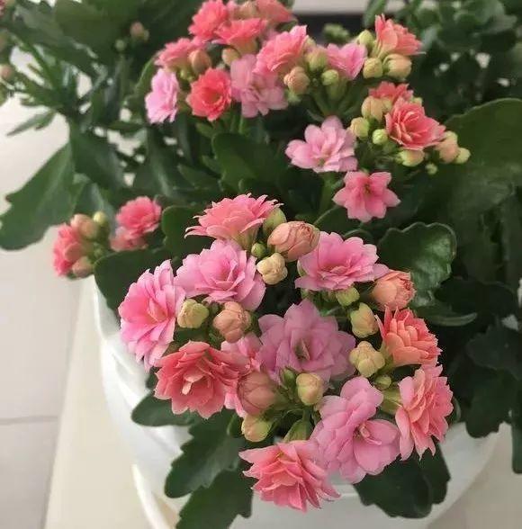 学会这4点,轻轻松松养好你的长寿花,花疯长花苞花期长