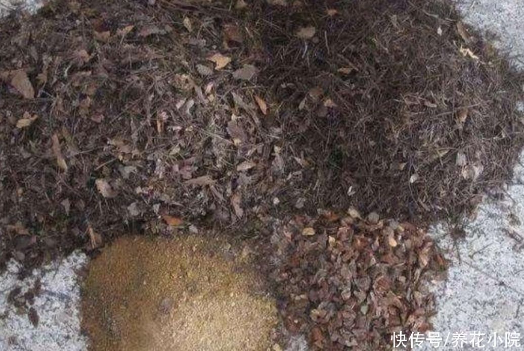 土壤|养花用松针土,3件细节要做好,否则对花卉生长不利