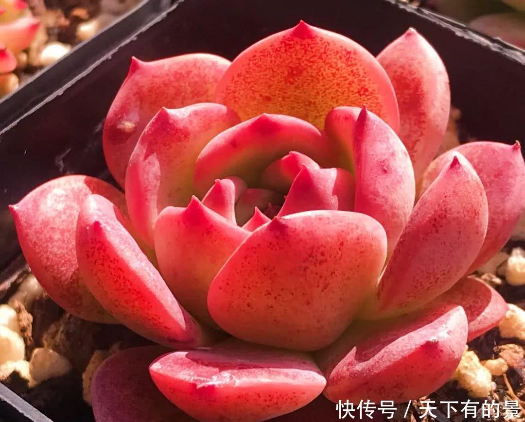 冬天最冷的时候,这5种花不要放室外,否则冻成腌菜了