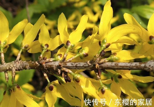 金钟花|从8月28日开始,家养此款花卉,个个开成大花球,花开芳香四溢