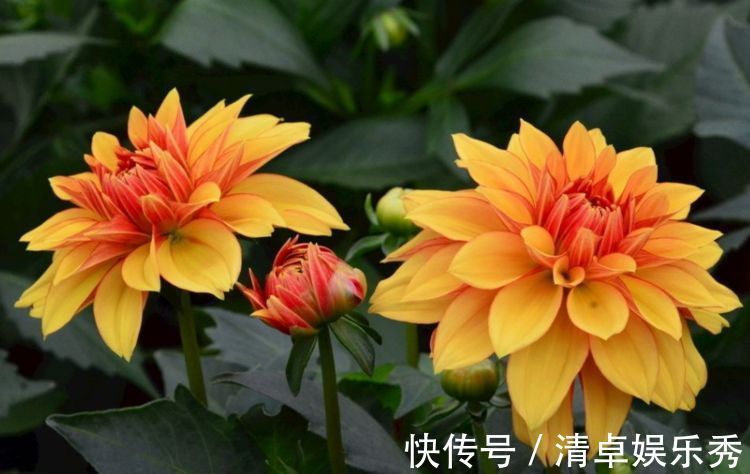 庭院|6月30日-7月8日，庭院选这几款花，花色艳丽，养盆放阳台美极了