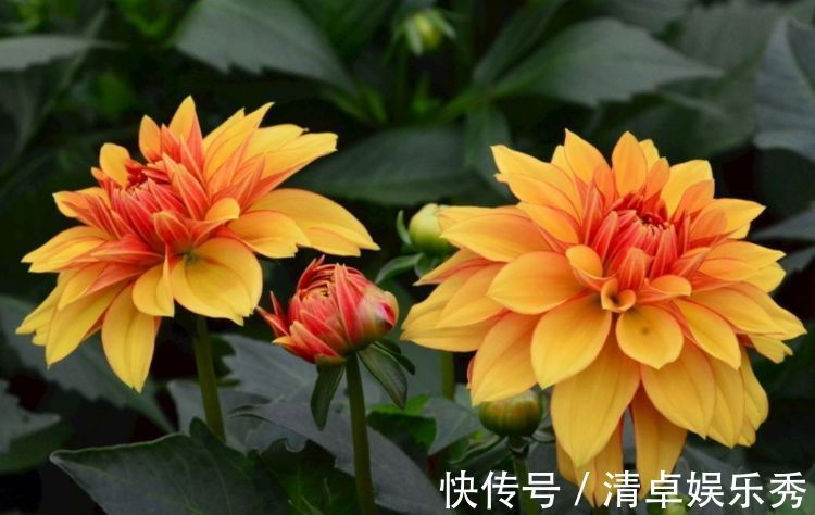 6月30日-7月8日,庭院选这几款花,花色艳丽,养盆放阳台美极了