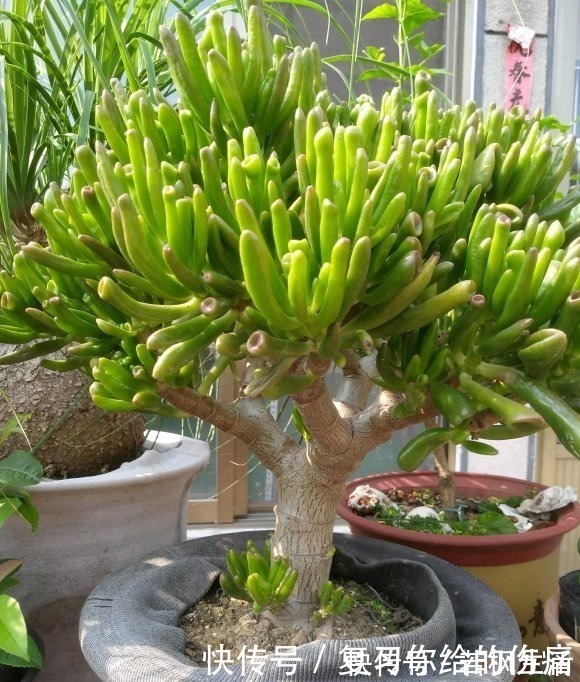 能“吸财”的多肉，养盆吸财树，肥水不要少，半年养到手臂粗