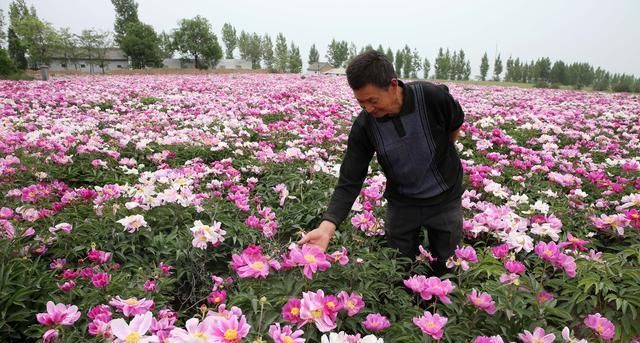 旁人|7旬农村老人耗时7年建芍药花海，现今坐在地头收门票，羡煞旁人