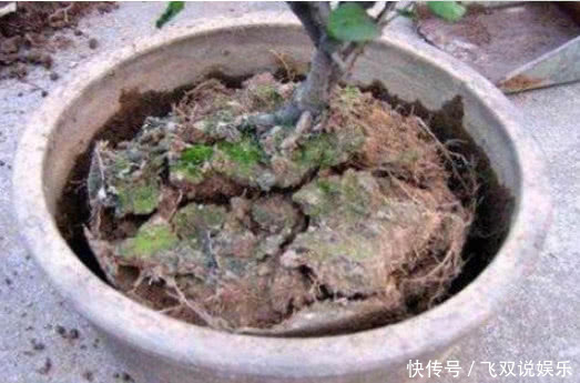 松软|盆土板结怎么办“这种水”帮你解决，浇一点盆土松软，不再板结