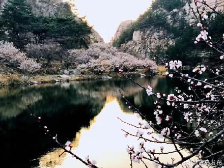 清明节赏花踏青，7万人游崂山风景区 ！