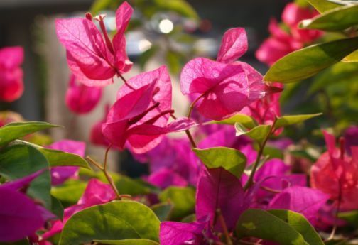 4种花超漂亮,惊艳四座,花朵大,浇水越多开花越多,美爆