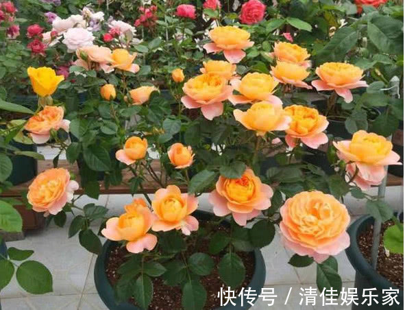 枝条|让“月季”开花不断学会3个方法,花芽嗖嗖冒,花大色艳开满盆