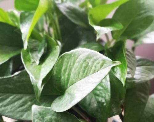  养鱼的水|养鱼水里面有它，就赶紧停止浇花，不然就亏了