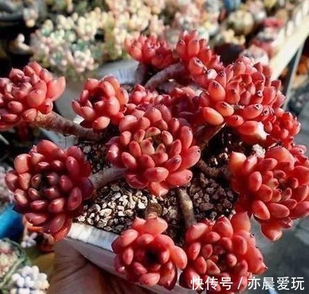 普货|公认漂亮好养的10种普货多肉,紫乐上榜桃蛋失冠,排在第一竟是它