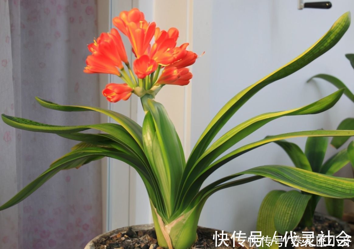 叶片|养君子兰有“三不放”，这是前提条件，能让君子兰叶子油亮整齐