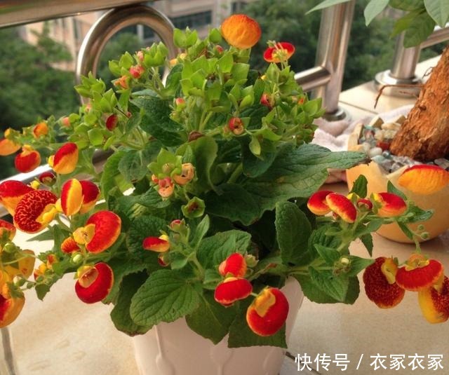 蒲包花怎么养花农解答养蒲包花常见问题!