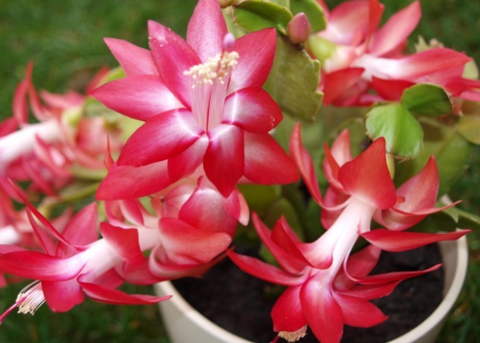 适合“懒人”花友养的几种花卉，无需过多打理，花开满枝头！