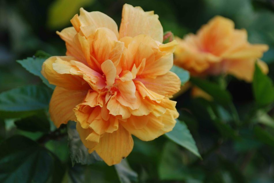 喜欢在家中养花卉,就选花色鲜艳,花期长,开花量繁多的3种花卉