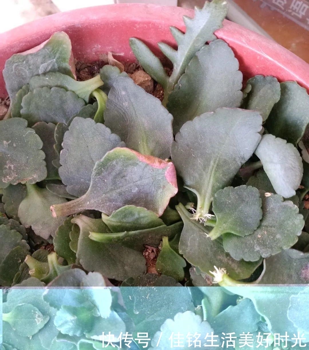 8种花夏天太容易死,现在赶紧扦插,死了也不心疼