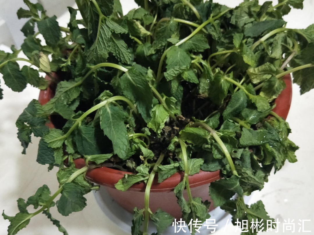 10种花，一天不见水就萎缩，狂补水就对了！