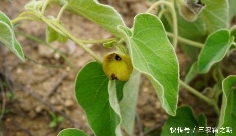 药用价值|农村常见的一种野菜,具有跌伤止血、跌伤止痛,提高人体抵抗力