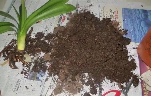 养花烂根不是大问题!土里埋点它,根须刷刷长满盆,越来越壮实