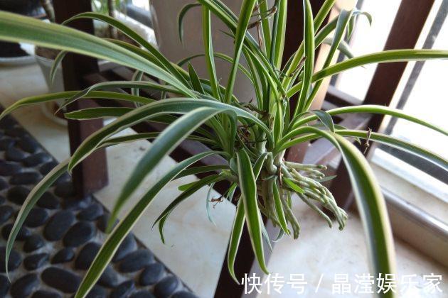 吊兰怎么养才能更佳旺盛，花友们值得一看