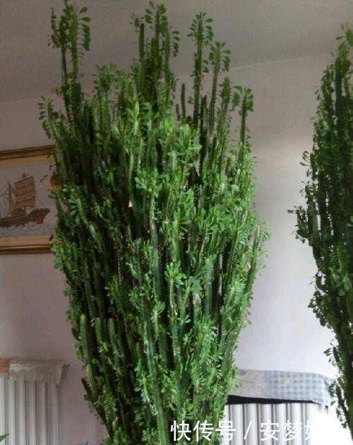 盆景|2种“镇宅花”,客厅养一盆寓意好,比啥花都强,越养越值钱