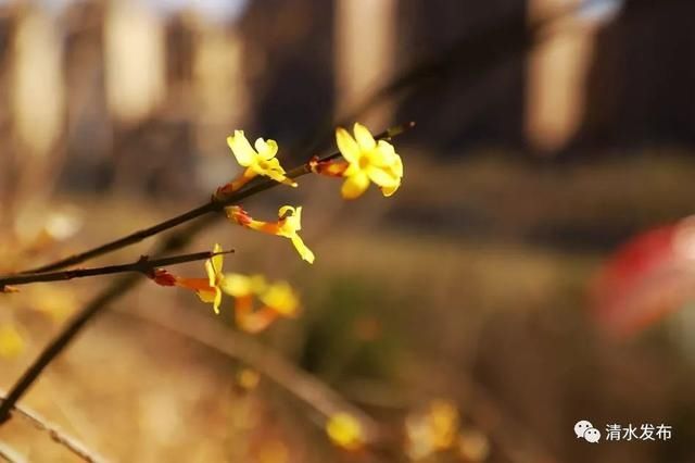 早春花枝俏，清水桃花朵朵开