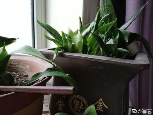 一叶兰|低于5度,6种花一整个冬天不浇水,也能照样活!