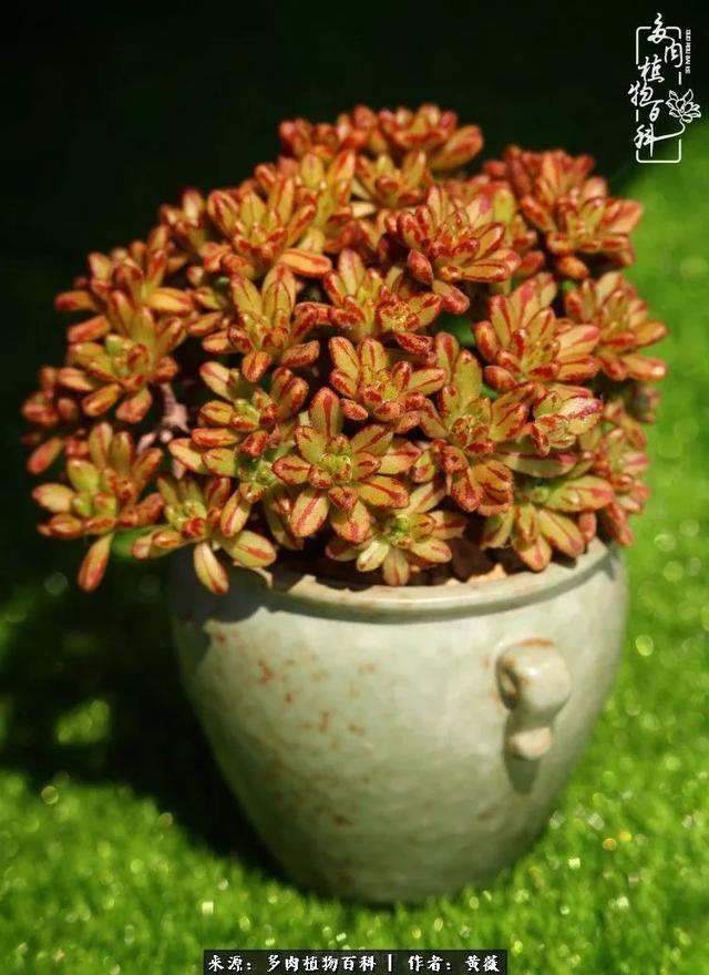 养了三年多肉，终于明白佛系养肉才是王道！