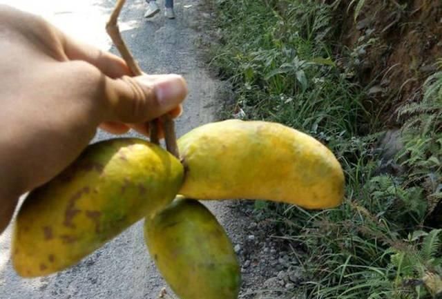 打工仔回到家乡,再钓一次故乡河里的小鱼