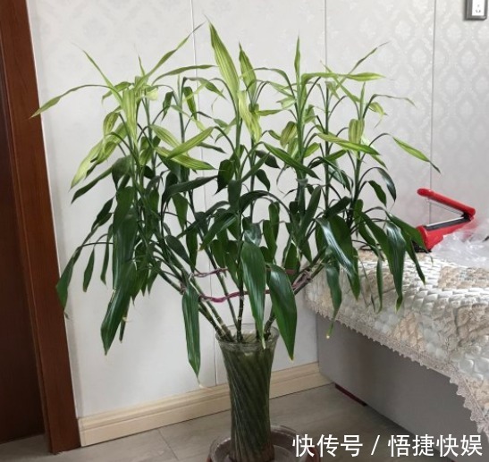 现在逛花市5种花不要买,虽然很漂亮,但是养活难度大,白花钱!