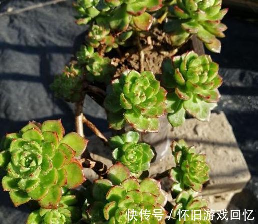 别再说蒂亚是徒神了，做到5点，简单养护变成悬崖桩