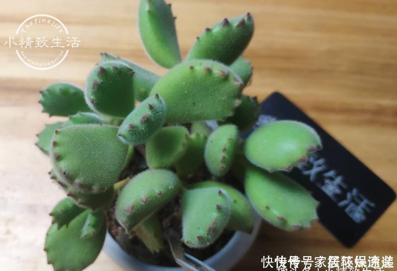 一个小细节,关系多肉安全度夏,这事做得早,肉肉夏天没烦恼