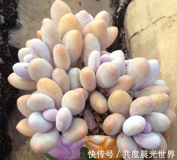 浇水|花友硬生生把“普货”桃美人养出“贵货”的状态,离不开这5点!