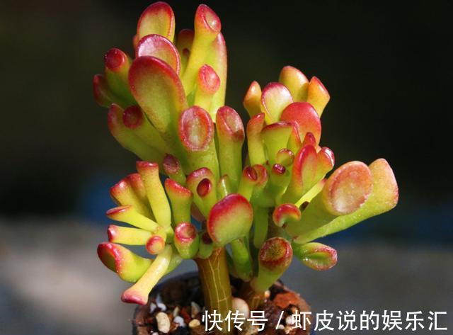 多肉冬季“化水”,除了“温度低”外,2个“原因”也要预防