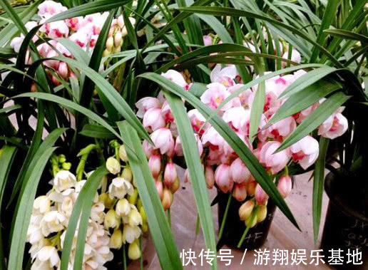 爆盆|此花一养就喜欢上它,好养漂亮,开花就爆盆,香味十足,女生必选