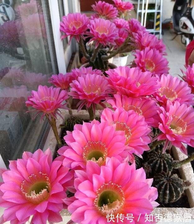 仙人球|3种花，越热越开花，越晒越开花，花色丰富又鲜艳