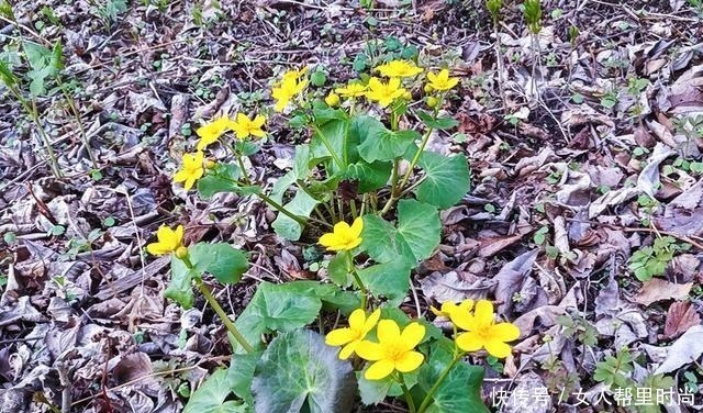 长在溪边无人识，叶子却极珍贵，俗称“驴蹄菜”，别忽视