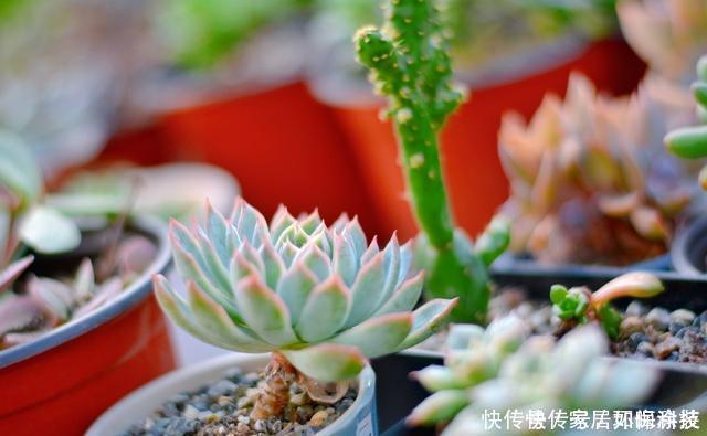 5种自带体香的多肉植物,阳台养一盆,香喷喷