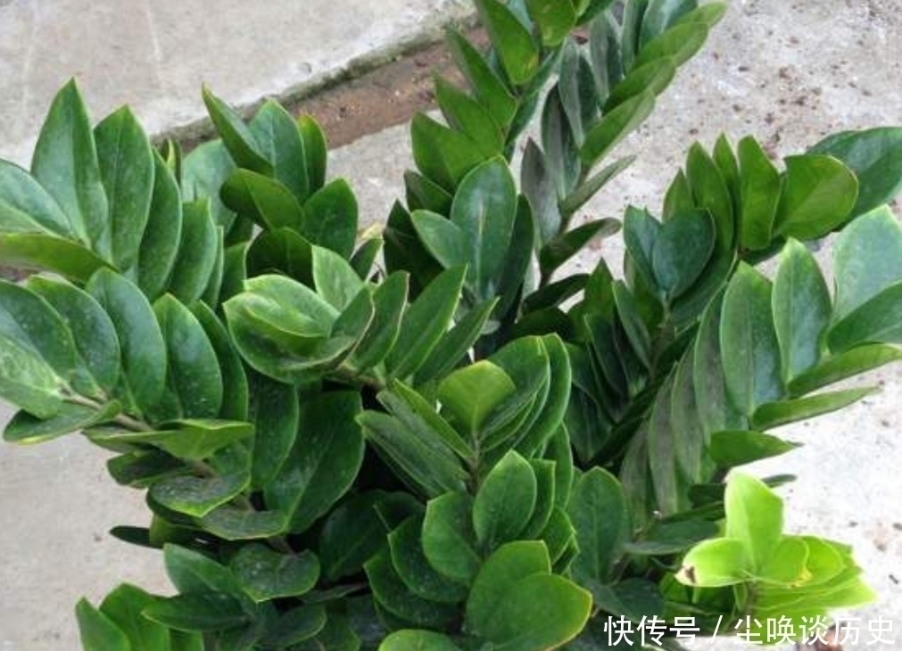 关键点|金钱树不长新芽,给它做好3个关键点,很快就能冒新芽