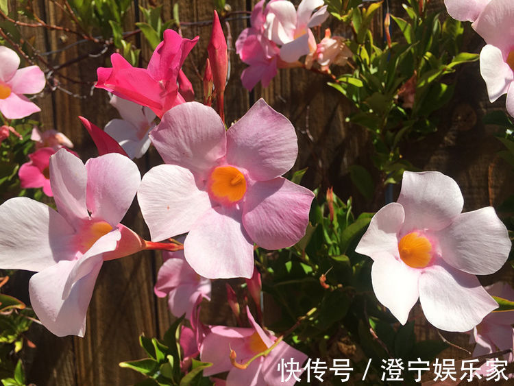 喜欢养玫瑰，不如养“精品玫瑰”宠爱小姐，色泽光亮，甚是美艳！