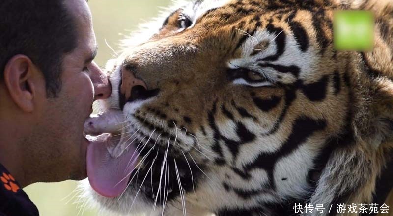 消失|当老虎从地球上消失,人类会受到什么影响专家后果难以想象