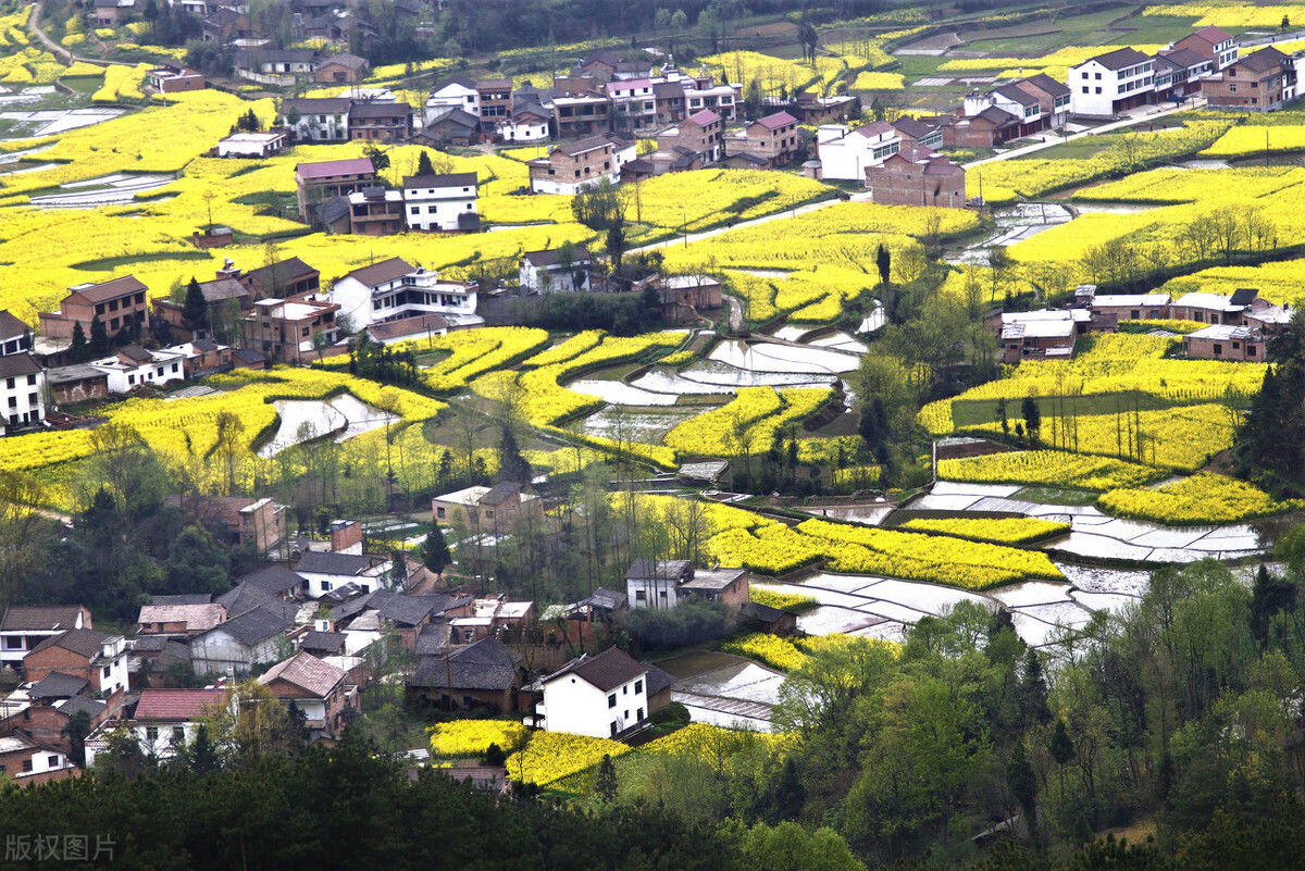 明年从三月到十月油菜花海经典6处任你选