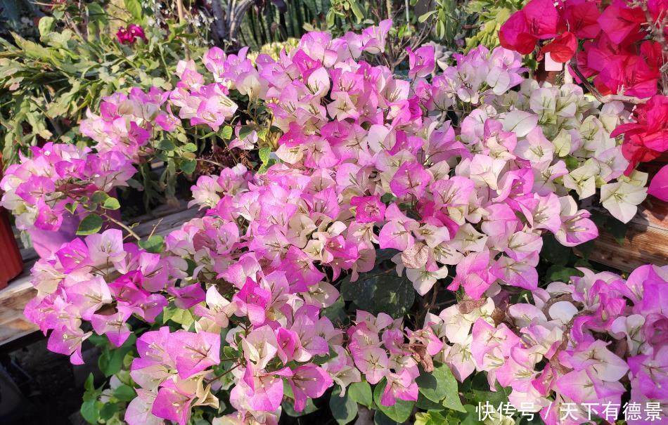 三角梅开始冒芽,要学会施肥技巧,用对开爆盆,用错旺长枝条