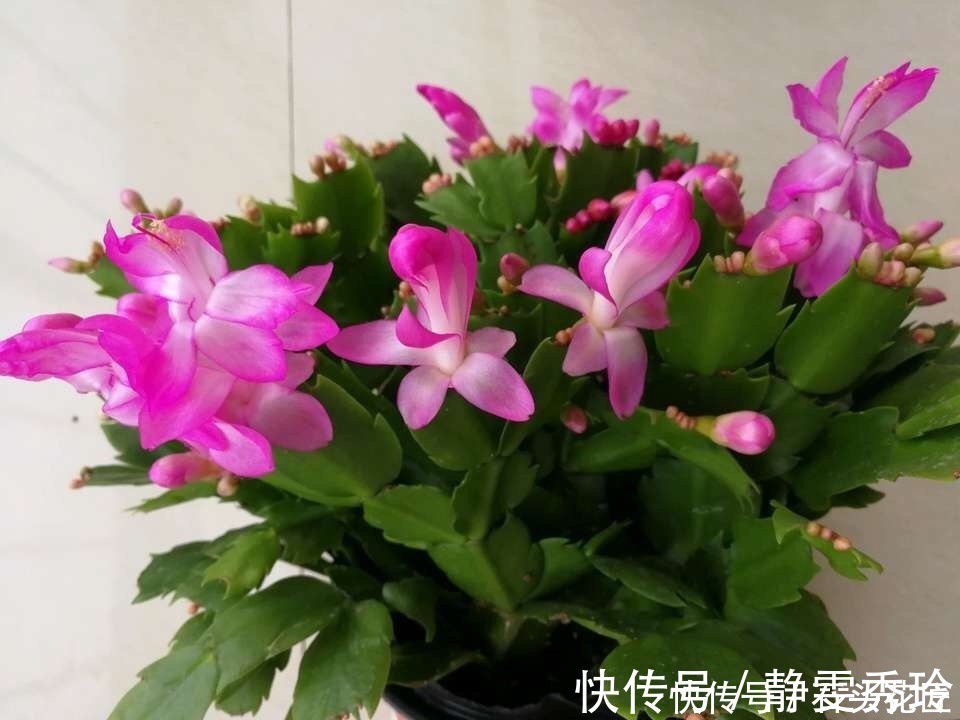 风雨兰|花友评选出6种“良心”好花,价格不高、花朵都是“高颜值”