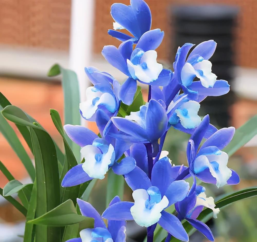 角落|阳台有个小角落,养棵建兰“蓝宝石”,皮实好养,四季清香宜人