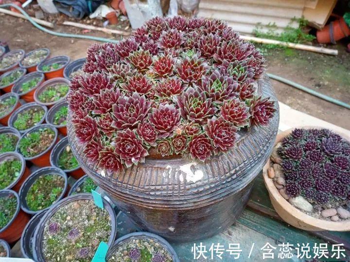 坛子|他用菜坛子种多肉，1分不花，呼呼长成“大米饭”！
